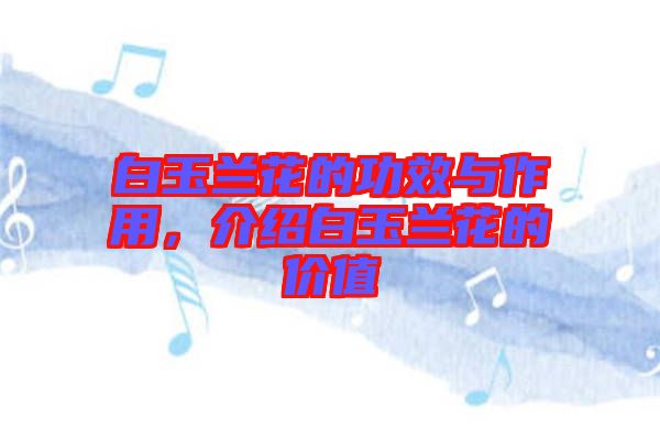 白玉蘭花的功效與作用，介紹白玉蘭花的價值